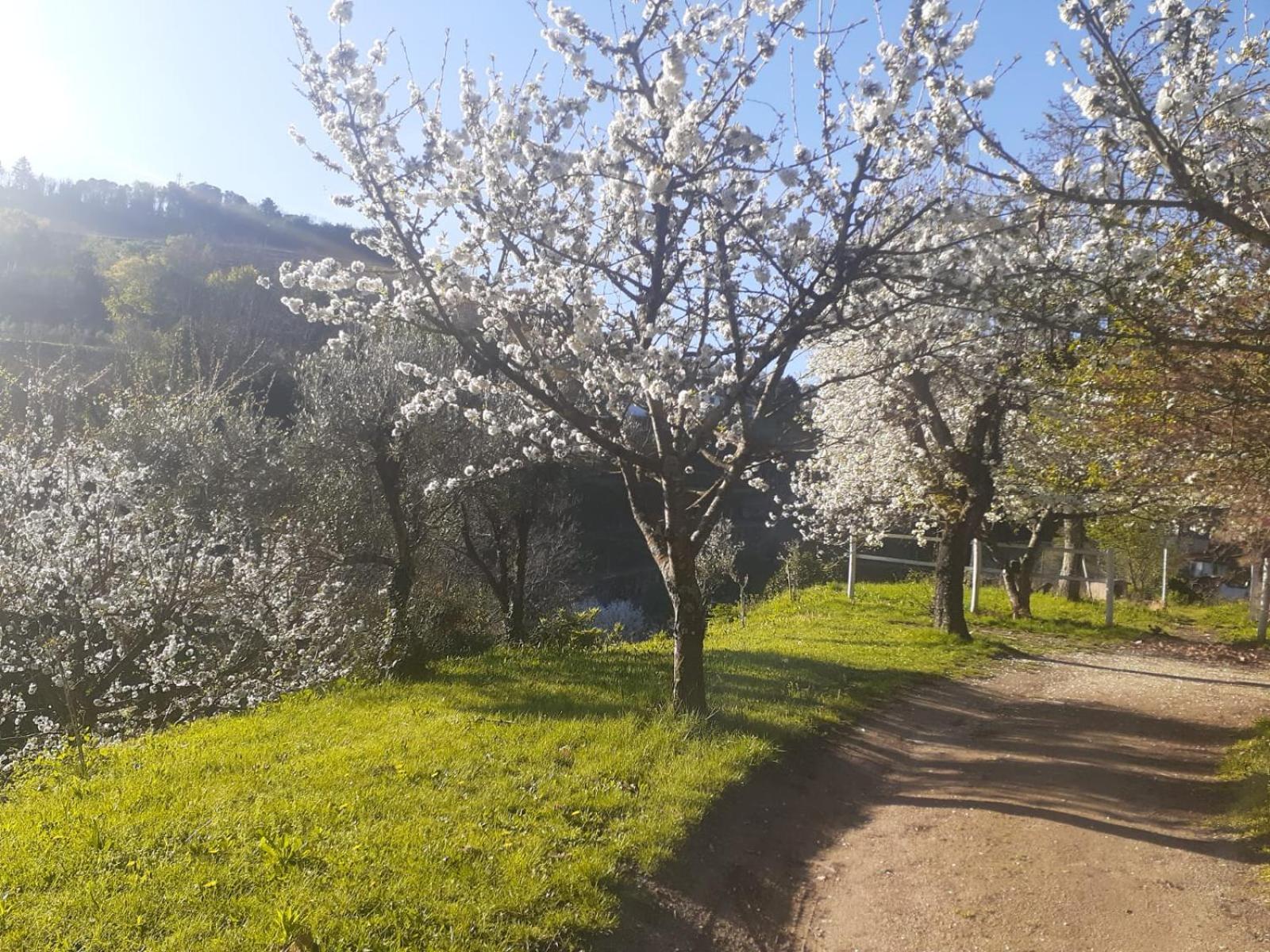 Villa Quinta Dos Carvalhos The Wine House Farm In Center Of Lamego - Capital Of The Douro Exterior foto