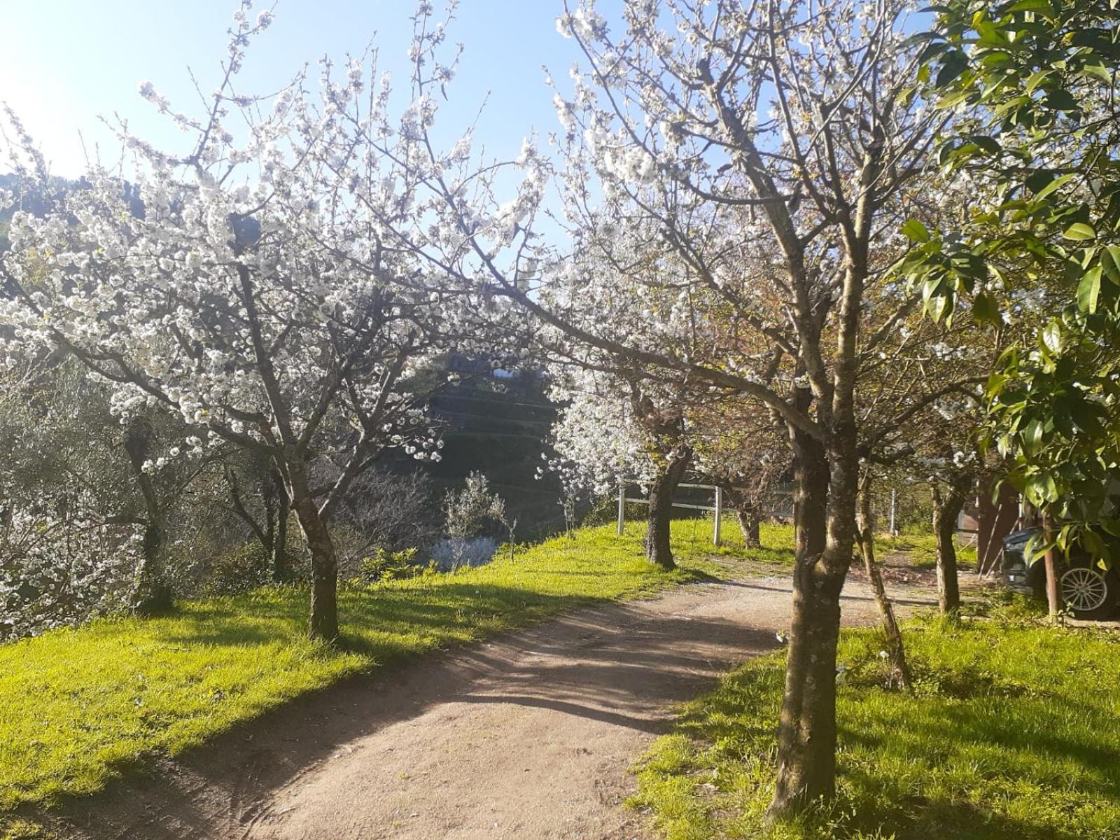 Villa Quinta Dos Carvalhos The Wine House Farm In Center Of Lamego - Capital Of The Douro Exterior foto